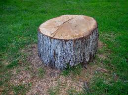 Best Fruit Tree Pruning  in Zion, IL